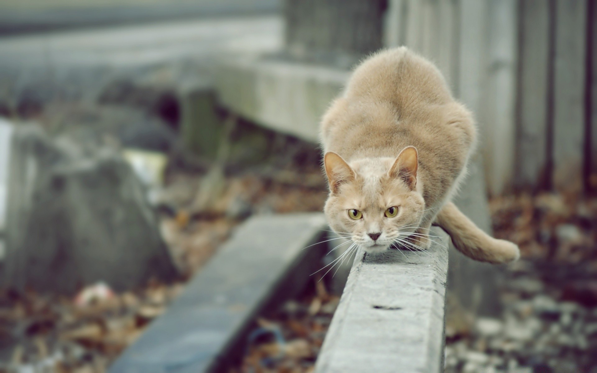 gatos lindo gato animal naturaleza retrato mamífero mascota piel pequeño joven al aire libre ojo viendo gatito solo