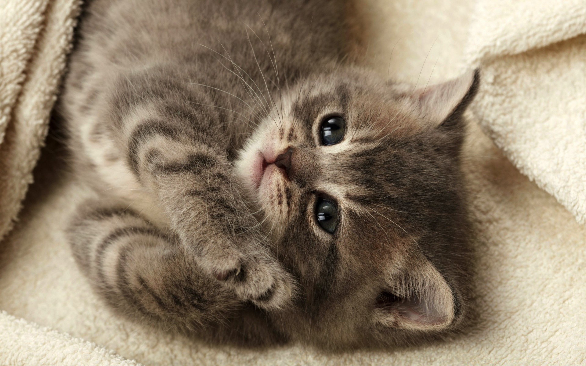 kediler kedi hayvan sevimli yavru kedi evde beslenen hayvan kürk memeli yerli portre uyku göz çocuk küçük genç sevimli tüylü kabarık uykulu görüntüleme saç