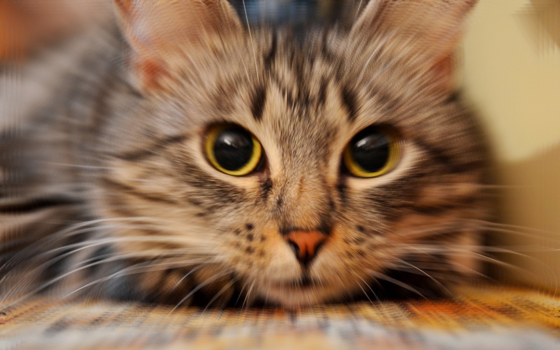 katze katze tier niedlich haustier fell inländische säugetier porträt auge kätzchen schnurrbart jung wenig flauschig flaumig liebenswert ansicht kopf neugierig nase