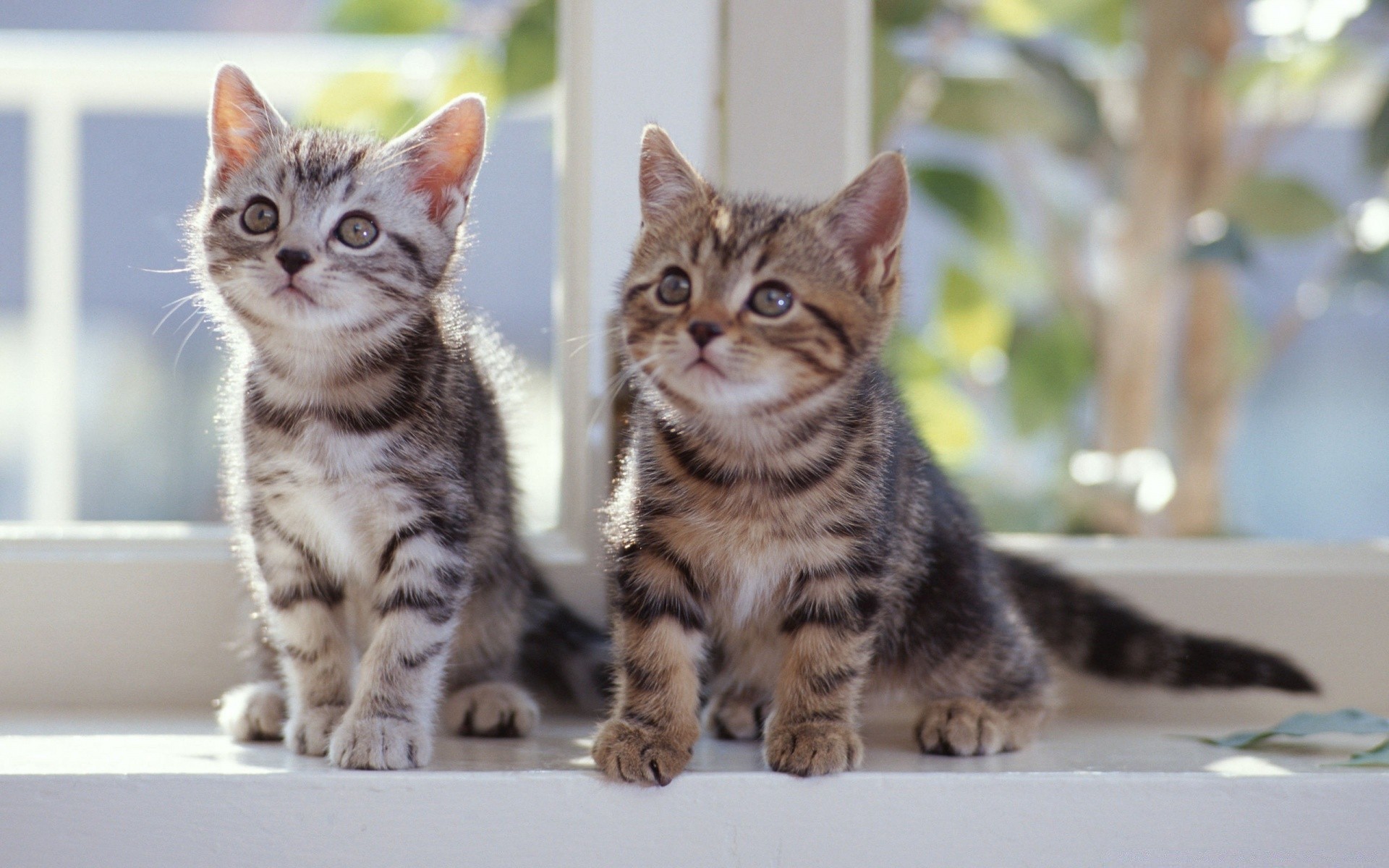 猫 猫 宠物 小猫 可爱 动物 哺乳动物 国内 肖像 毛皮 虎斑 可爱 坐 年轻 小 视图 纯种 品种 眼睛 蓬松 婴儿