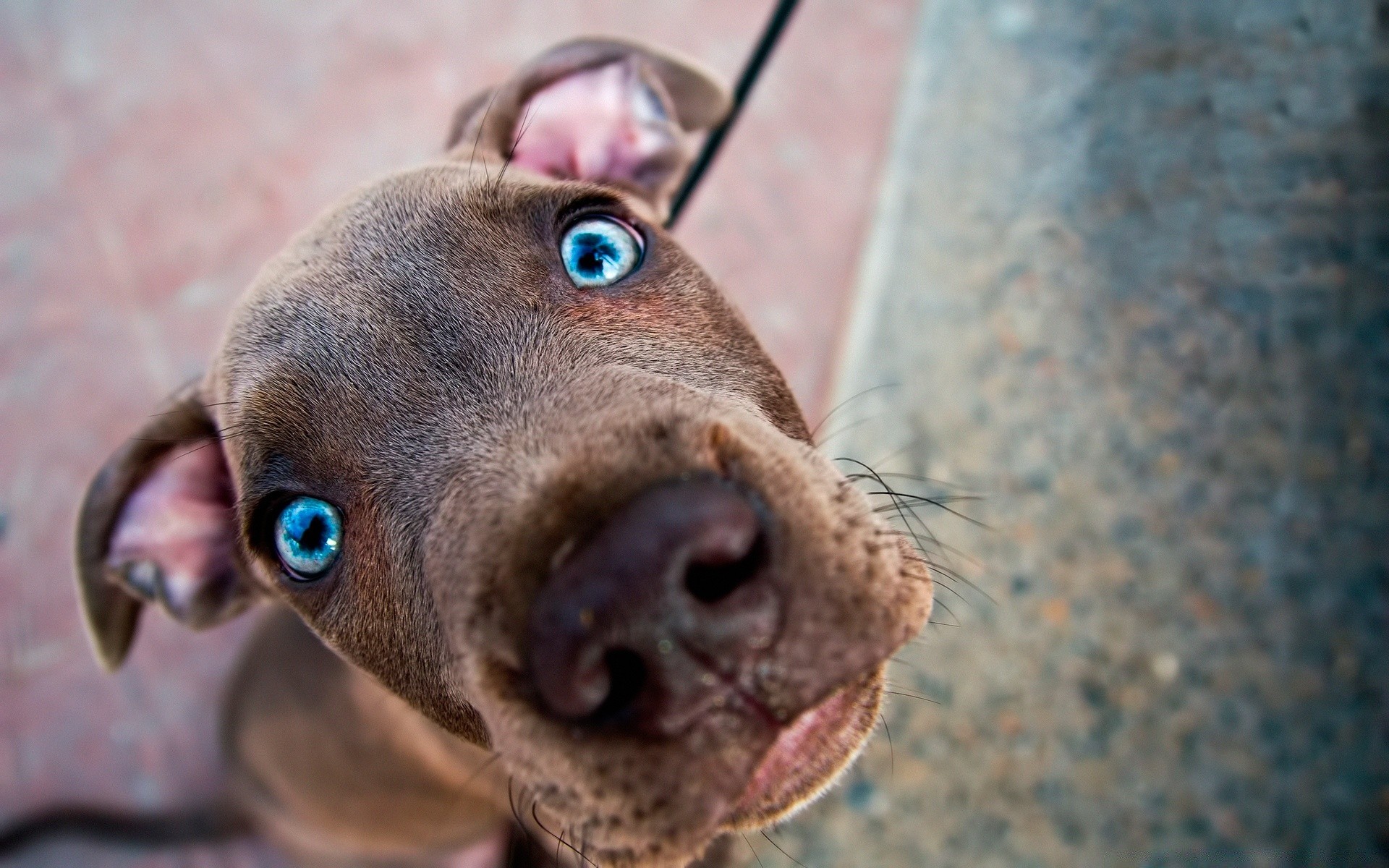 cane animale carino cane ritratto natura animale domestico mammifero divertente vista occhio uno