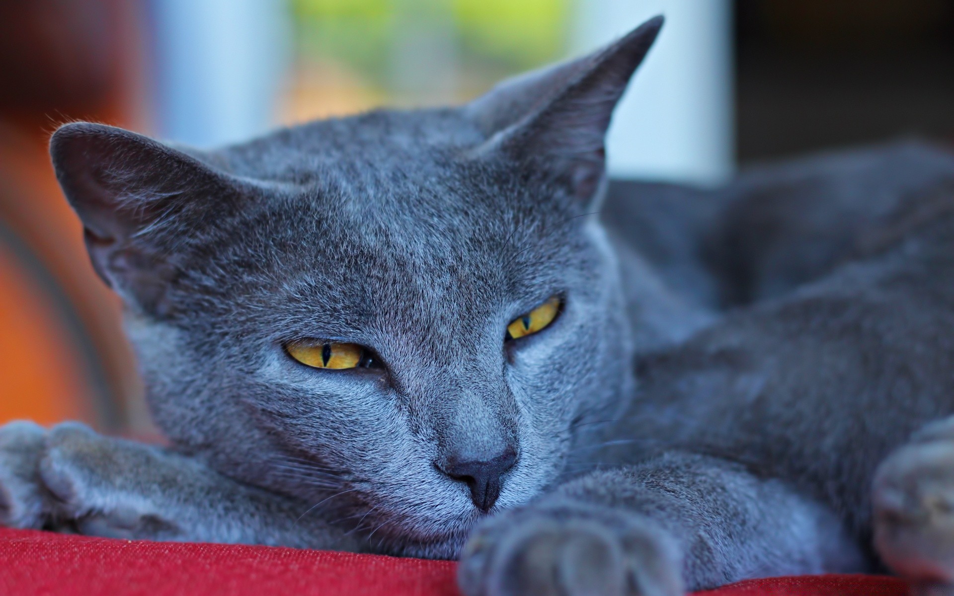 katze katze tier niedlich haustier porträt inländische säugetier fell auge kätzchen grau wenig jung flaumig haar ansicht ein liebenswert schnurrbart neugier