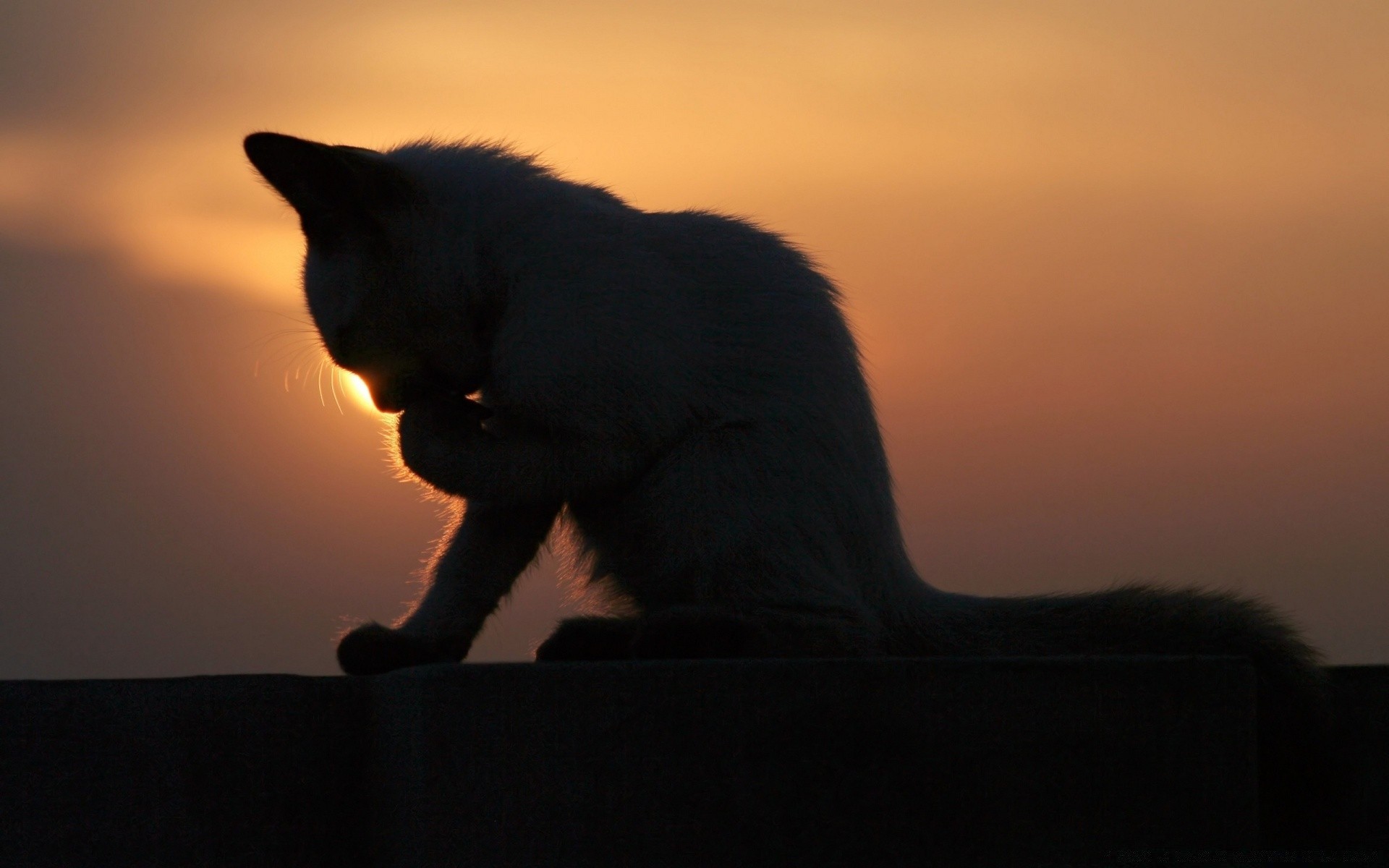 Cat In The Sunset - Phone wallpapers
