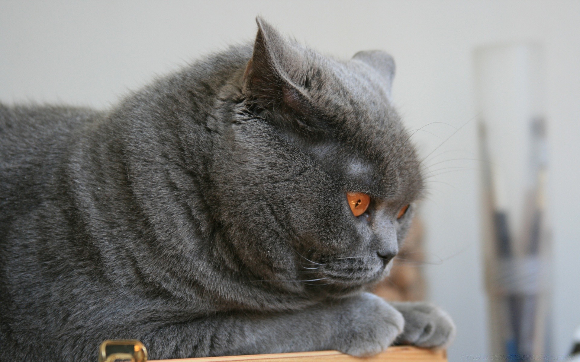 katze säugetier tier porträt grau fell niedlich katze haustier sitzen anzeigen ein auge inländische