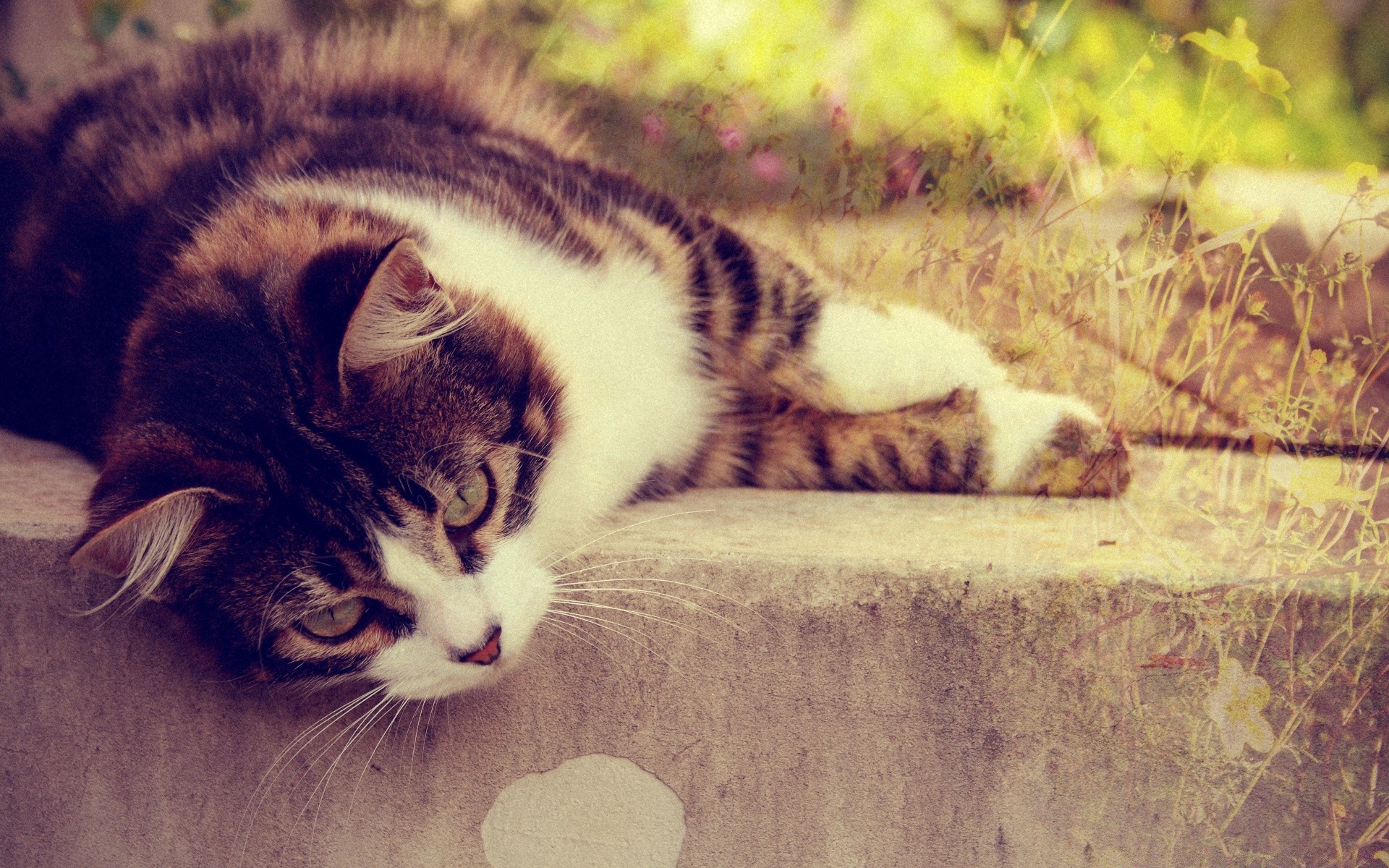 katze katze kätzchen tier haustier säugetier niedlich porträt auge fell inländische schlafen streifen tabby natur ein bunt