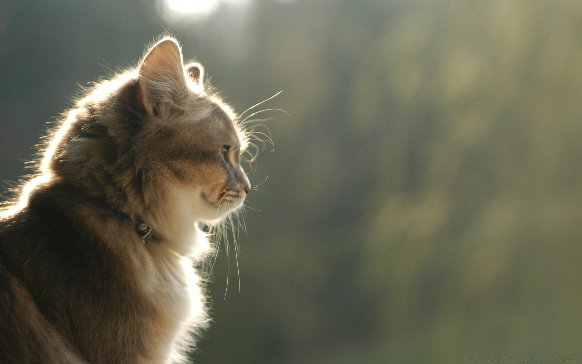 katzen katze säugetier tier niedlich natur auge porträt fell tierwelt wenig