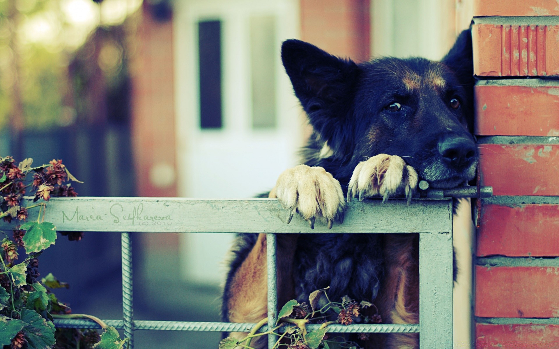 kediler köpek memeli köpek eğitmeni çit evde beslenen hayvan hayvan bir portre açık havada