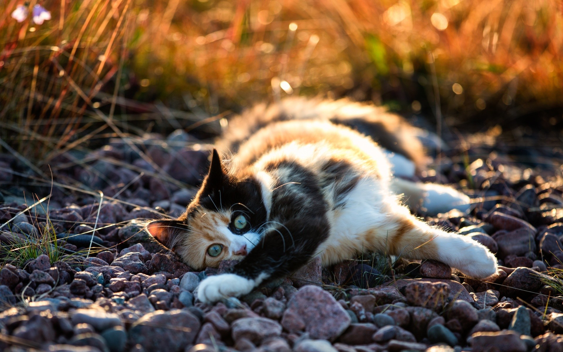 katzen natur niedlich tier katze im freien wenig haustier säugetier fell porträt