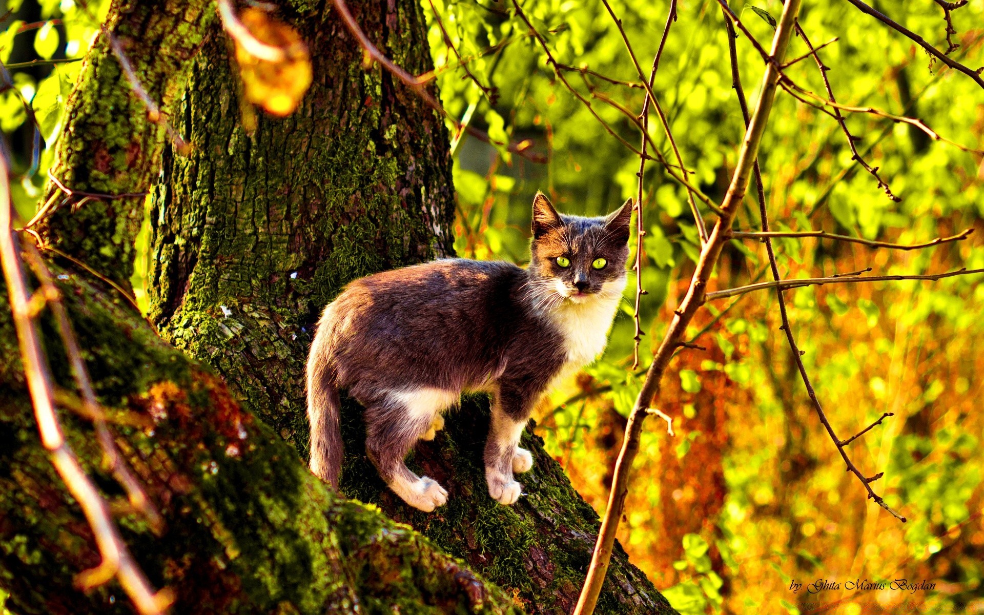 katzen natur im freien baum holz blatt niedlich säugetier tier herbst katze porträt gras