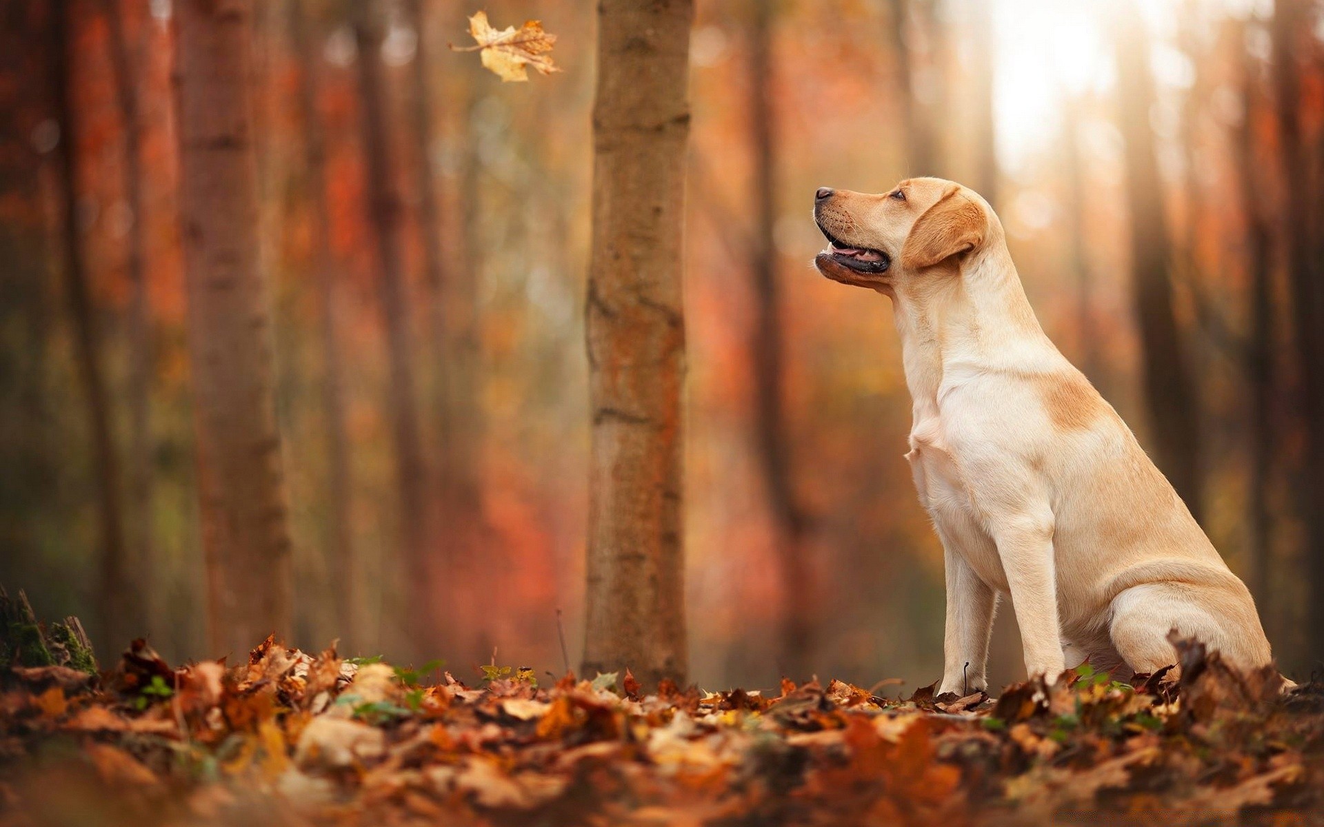 chien chien automne bois nature à l extérieur mammifère feuille herbe mignon animal cynologue portrait animal de compagnie