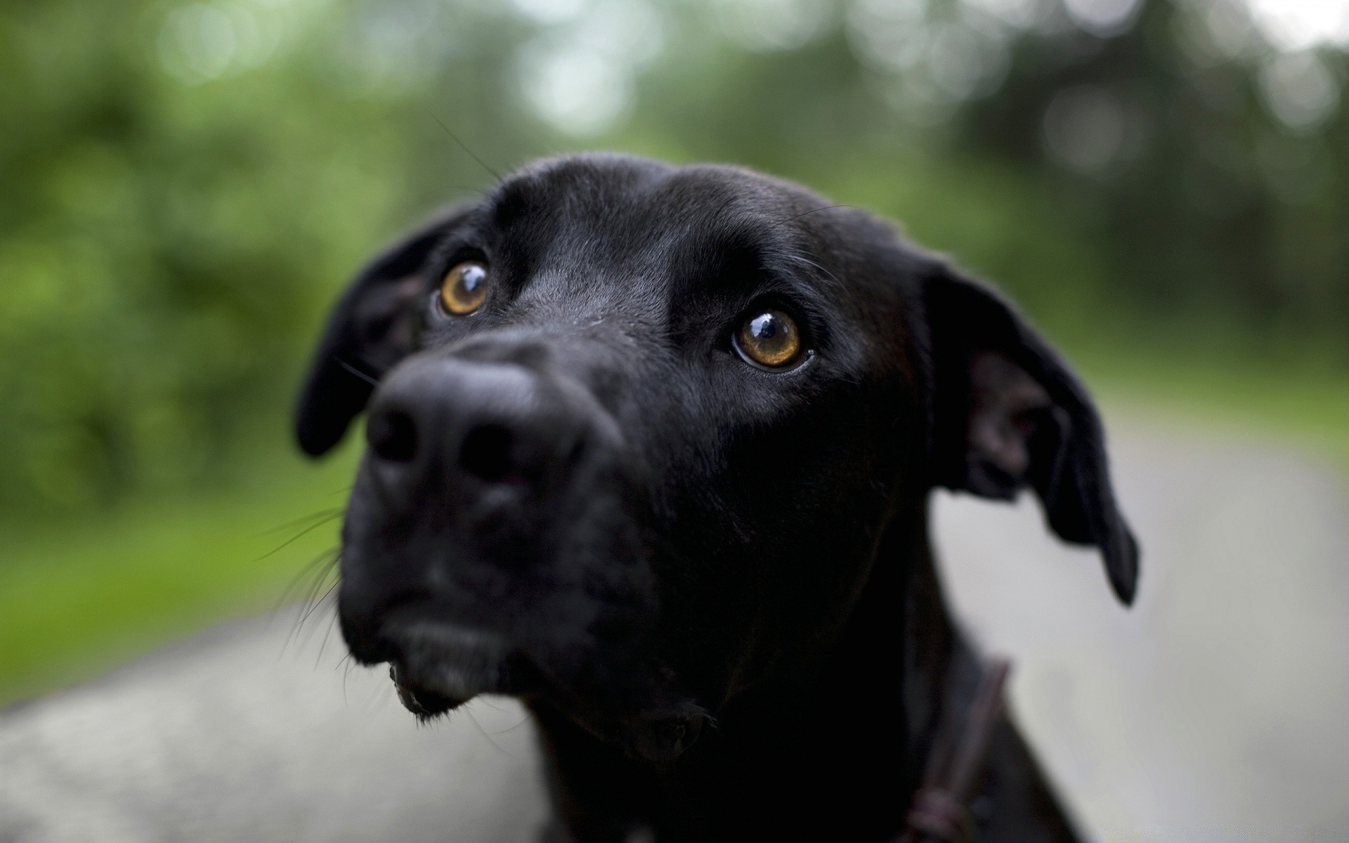 köpekler köpek portre memeli evde beslenen hayvan hayvan sevimli köpek eğitmeni tarama bir açık havada çimen sit