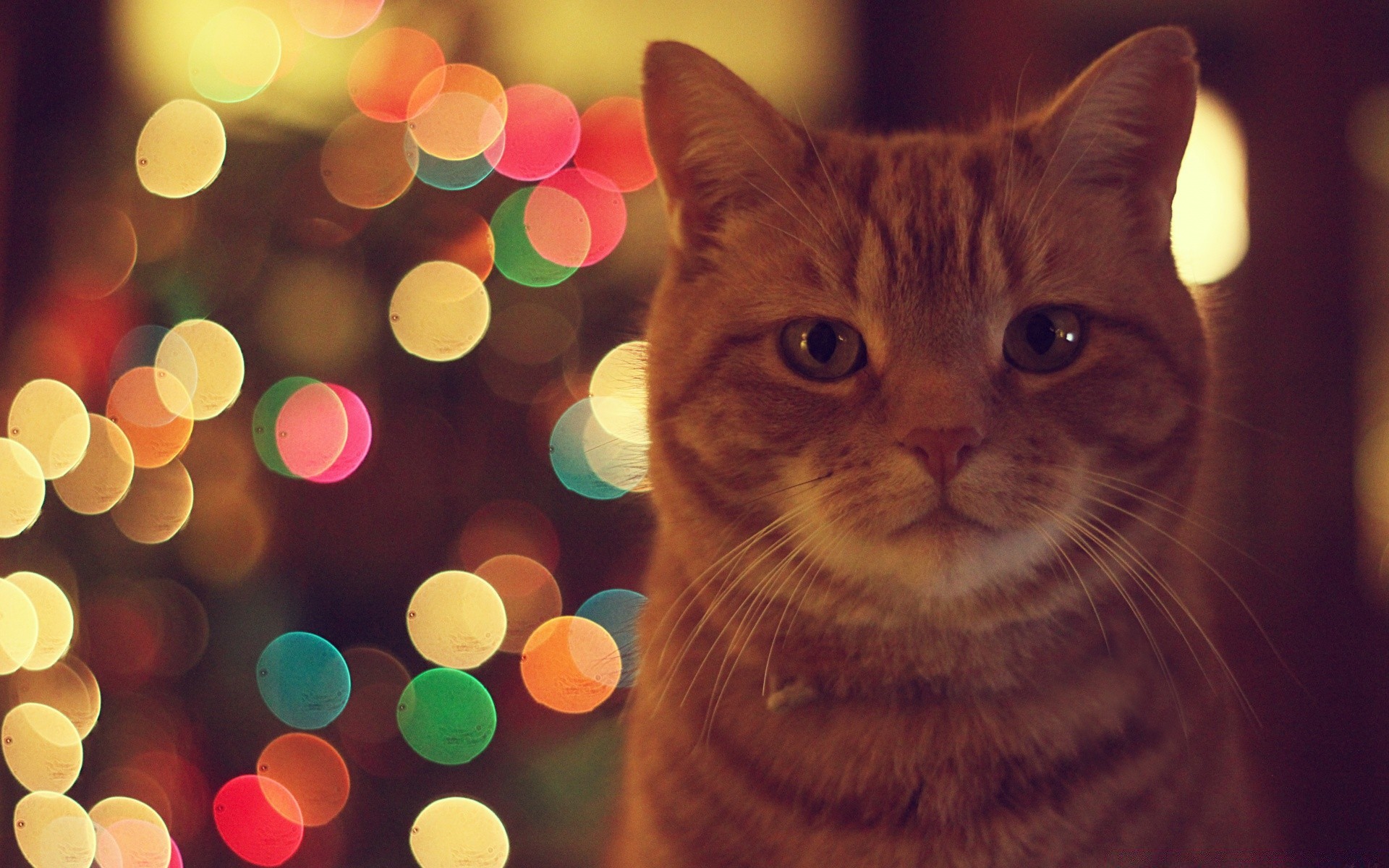 cats christmas cat blur desktop