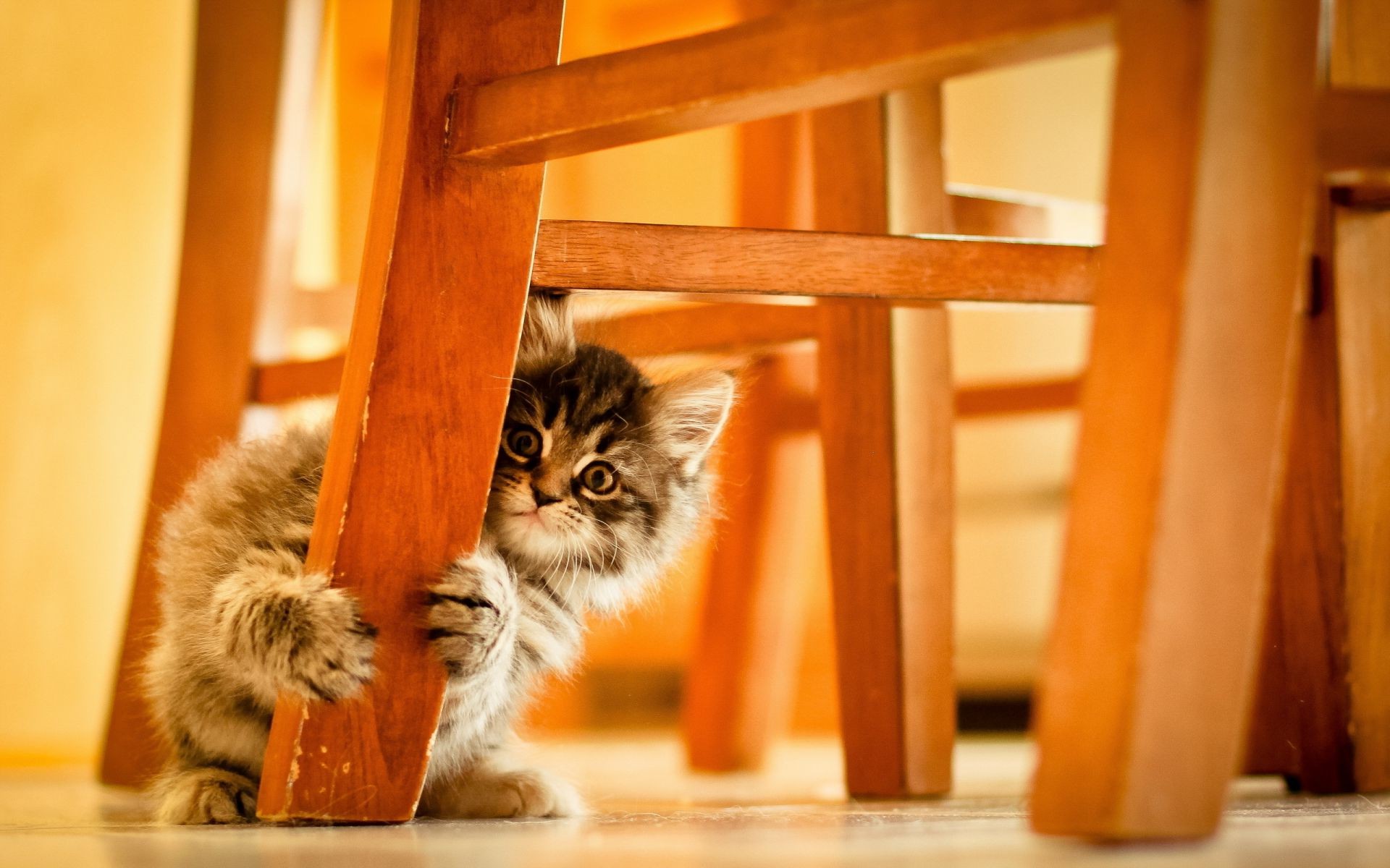 kediler kedi evde beslenen hayvan yavru kedi portre kapalı memeli sevimli ahşap