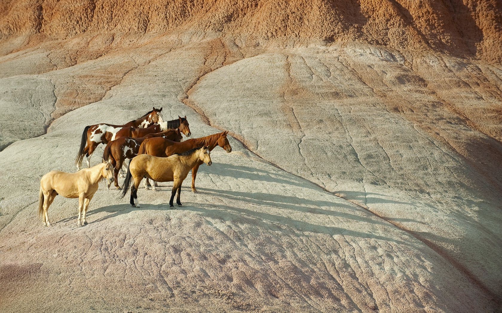 hills desert travel rock nature outdoors sand mountain dry mammal