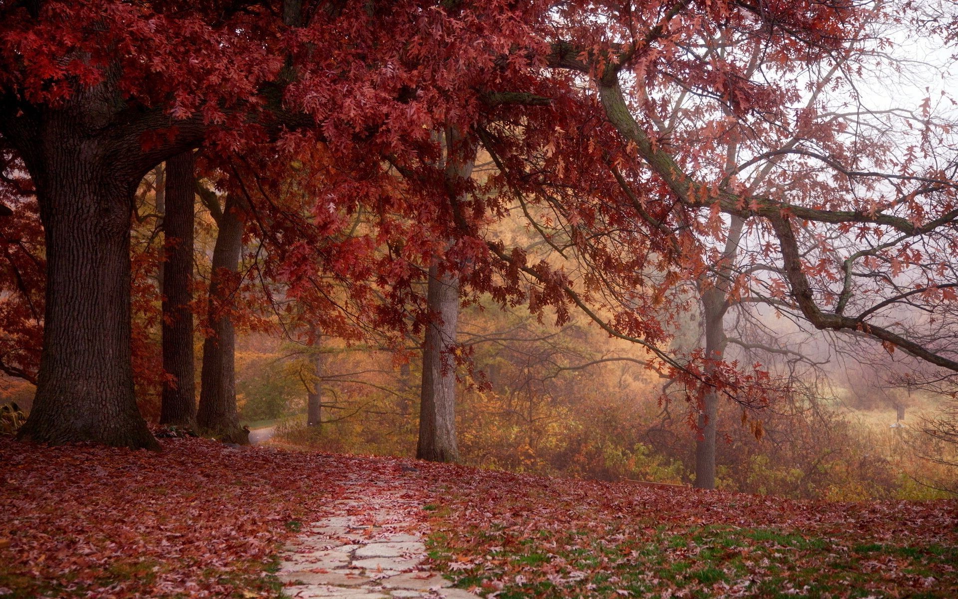 parks fall tree leaf park landscape wood maple nature season branch guidance lush scenic outdoors