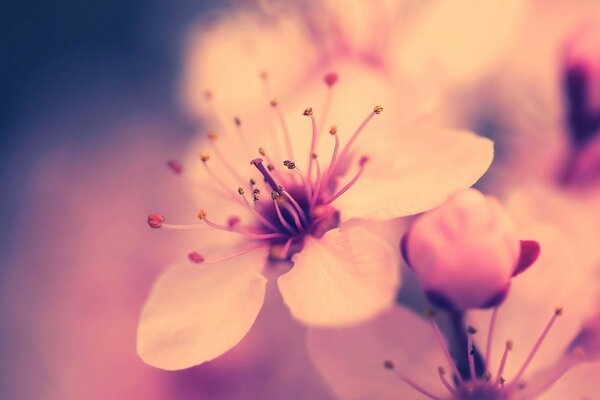 Tendresse floraison printemps pommier