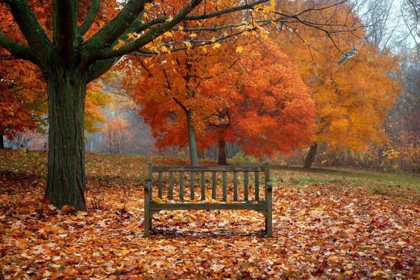 Bank im Herbstpark