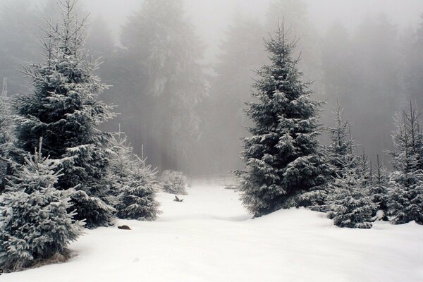 Paisaje de invierno de abetos nevados