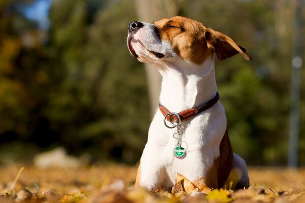 A dog basks in the sun