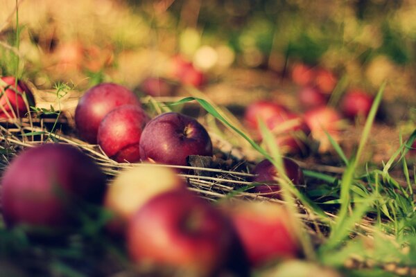 Fallen red apples on the ground