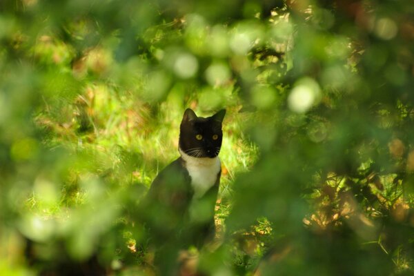 可爱的猫潜伏在灌木丛中