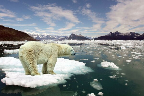 URSO POLAR FLUTUA NO GELO