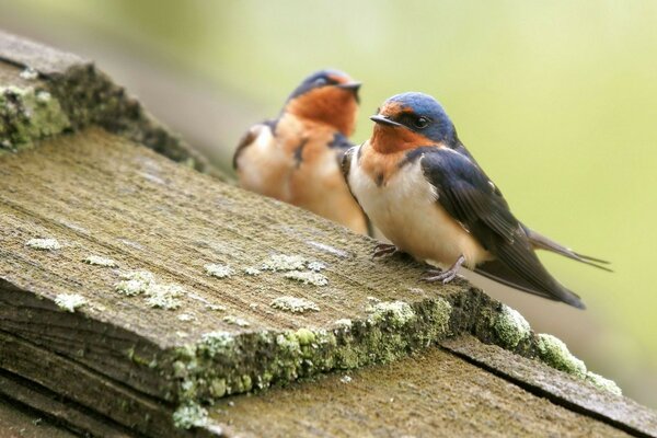 A couple of small bright birds