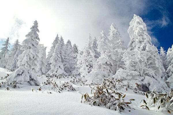 Jour glacial dans la forêt d hiver