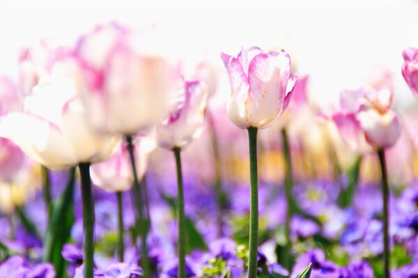 Landscape field of tulip flowers