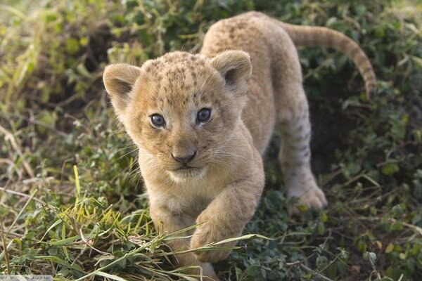 A cute little wild animal