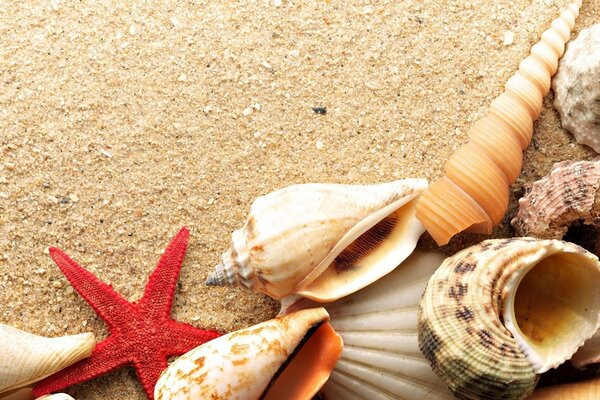 Raccolta delle conchiglie sulla spiaggia sabbiosa