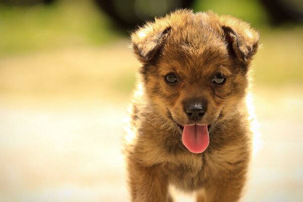 Simpatico cucciolo sorridente sulla passeggiata