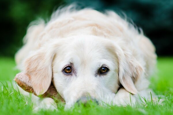 Weißer Hund auf hellgrünem Gras Hintergrund