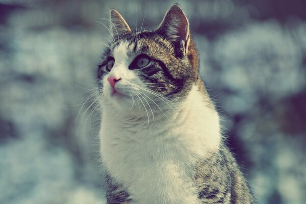 Eine Katze auf einem verschwommenen Hintergrund schaut zu