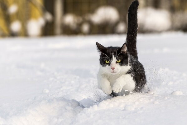 Chat noir et blanc sautant dans la neige