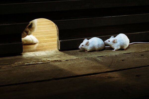 Chat chasse deux souris blanches