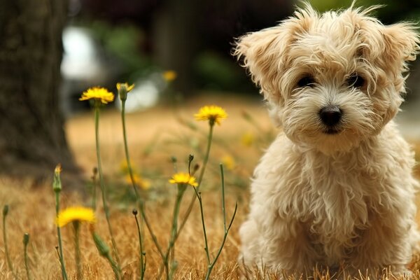 Cute puppy walks in nature