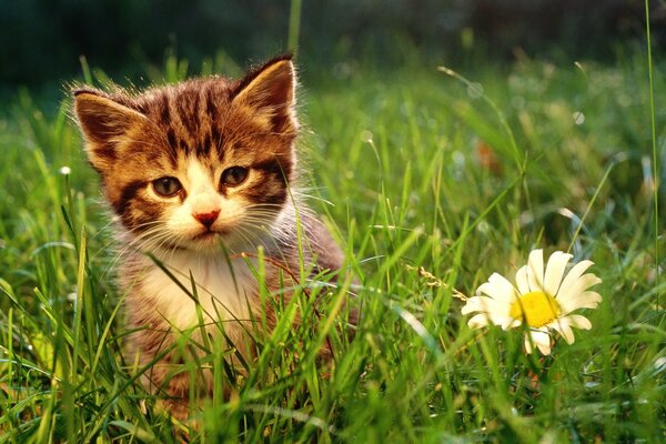 A little kitten and a flower on the field