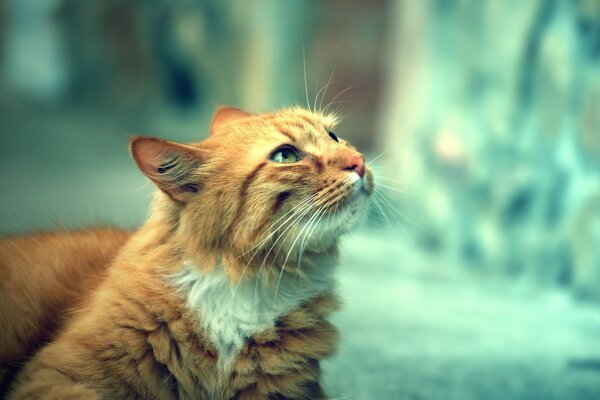 Chat roux sur fond flou