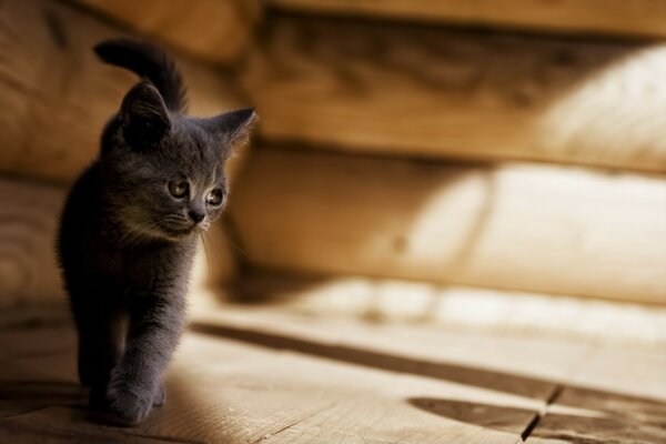 Un gato camina sobre la madera