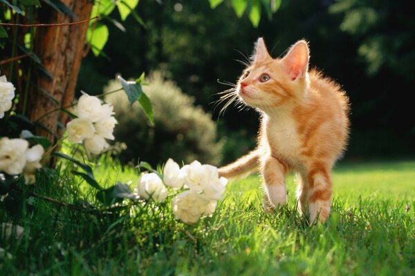 Lindo gato caminando en la naturaleza