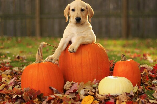 Gelber Labrador Retriever Welpe Herbst