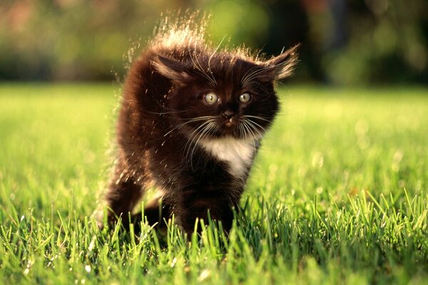 Gatto bianco e nero sull erba verde