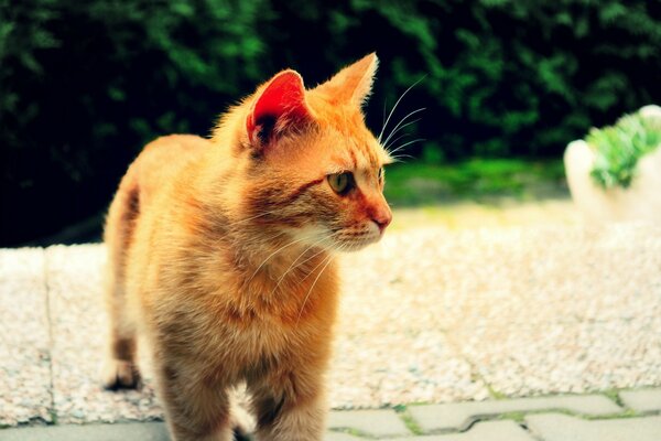 Pequeño gatito caminando en la calle