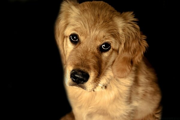 Perro pelirrojo con mirada inteligente