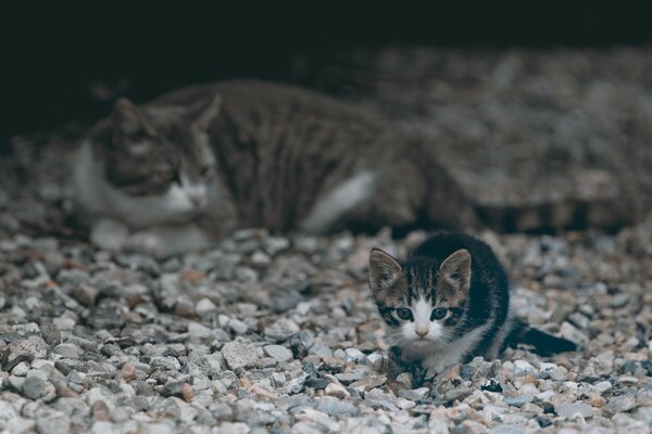 Mignon chat maman et bébé