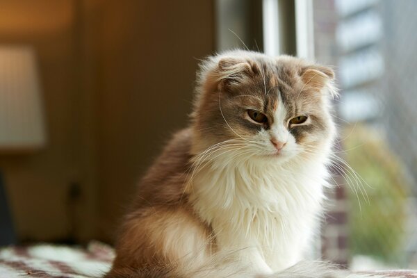 Carino gatto assonnato a casa