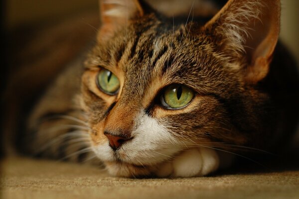 Simpatico gatto che guarda pensieroso in lontananza