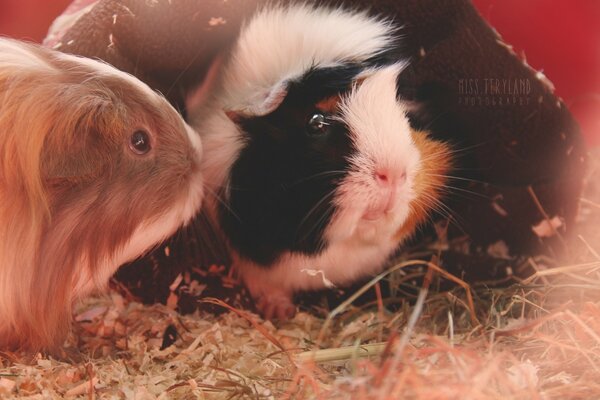 Niedliche Nagetiere Meerschweinchen