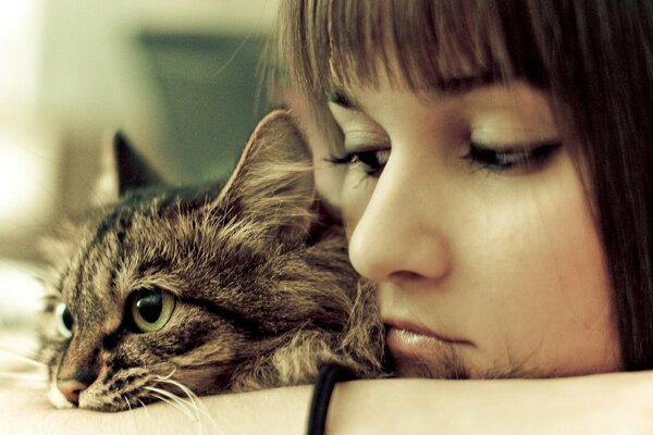 Il gatto si trova sulla mano della ragazza